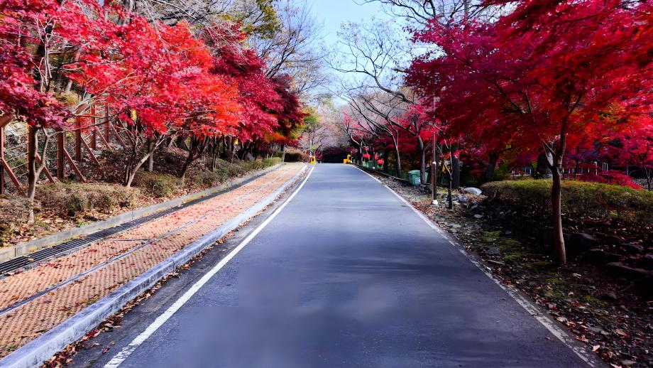 성주산휴양림 진입로